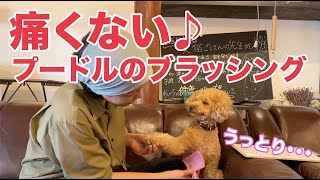 痛くない♪いやがらない！プードルのブラッシング