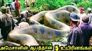 அமேசானின் மிரளவைக்கும் 5 ஆபத்தான விலங்குகள் | 5 dangerous animals of Amazon |NEW ULTIMATE