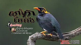 សំលេងសារិកាកែវវង (Common Hill Myna)