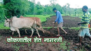 कोकणातील शेती नागरणी | उखळ,दुड बेर | Farming in konkan | बांबरवाडी | कोकण