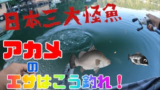 アカメ泳がせ釣りの生き餌はこう釣れ！