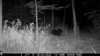 2022 Trailcam Video Contest - Al Krause, Wisconsin