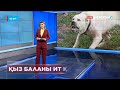 Алматы облысында бүлдіршінді Алабай тұқымдас ит қапты