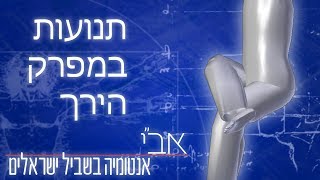 תנועות מפרק הירך