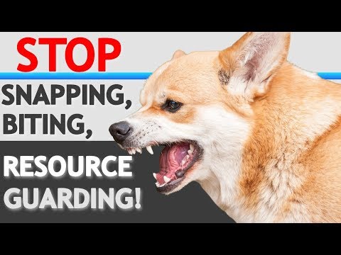 How to STOP “Food Aggression”/ Resource Guarding in Dogs- WITHOUT FORCE How to STOP “Food Aggression”/ Resource Guarding in Dogs- WITHOUT FORCE