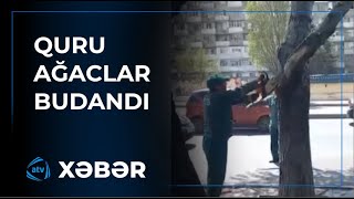 Bakıda sakinləri narahat edən ağaclar budandı