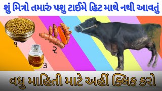 શું મિત્રો તમારું પશુ ટાઈમે હિટ માથે નથી આવતું  વિહાન બાદ 45 થી 90 દિવસમાં પશુ હીટ મા આવે