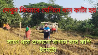 মেশিনে ধান কাটার পদ্ধতি ও বাগান চাষ #harvester #farming #gardening #horticulture #peasant#paddyfield