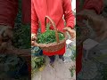 इसके लिए हमेशा तैयार हू gardening organicvegetables terracegardning .