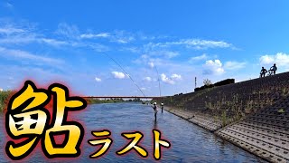 【鮎釣り】今シーズン最後の鮎釣り！渡良瀬川で感動のフィナーレが待っていた！！