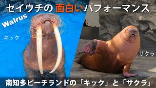 セイウチの面白いパフォーマンス | Walrus funny performance | 南知多ビーチランドのキックとサクラ