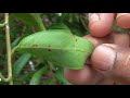 Medicinal Plants Documentary VIDANGA (Embelia ribes)