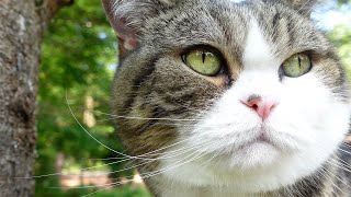 まる散歩。-Maru enjoys the summer garden.-