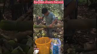 Quick Harvest of bamboo shoots: a knife a section, fresh and delicious。  竹筍的快速收穫：一刀一節，鮮嫩可口