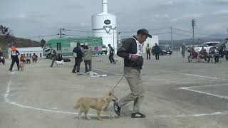 北海道犬保存会　東北支部展覧会　未成犬牝組　特良１席　壱与　札幌菊地犬舎