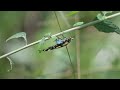 butterfly diversity kerala part 2 butterfly butterfliesofkerala കേരളത്തിലെ ചിത്രശലഭങ്ങൾ