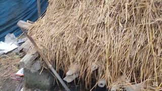 শিকারী বিড়াল।#animals #sortvideo