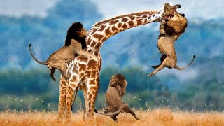 🔥Top 6 Best Giraffe Vs Lion Moments 2022 (Click Hare Animals)