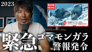 【ダイバーに襲いかかる】ゴマモンガラ特別警報発令