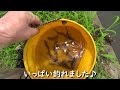 釣り堀みたいに釣れる水路は楽し過ぎる♪