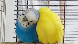 【mini ”ゆめ” #1】寄り添う【かわいいセキセイインコの短い動画】