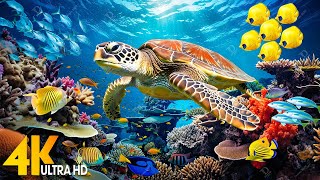 [新] 11 小时令人惊叹的 4K 水下镜头🐠 罕见且丰富多彩的海洋生物视频 - 放松睡眠音乐 #4