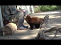 ベビーフェイスなお姫さま❤️ソラちゃん　 羽村市動物公園 レッサーパンダ