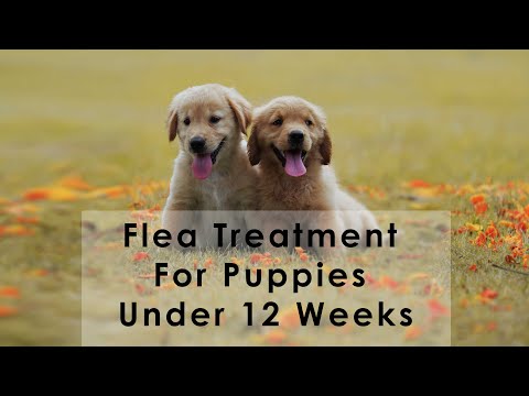 What happens if you put a flea collar on a puppy under 12 weeks?