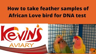 DNA testing for african love birds #aviary #africanlovebirds #aviculture #shorts