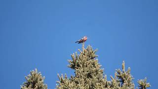 White Winged Crossbill singing