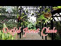 ORCHID FOREST CIKOLE LEMBANG ‼️ WISATA BANDUNG TERKINI