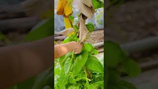 Giant homegrown Malabar spinach leaves are very fresh and green! #vegetables #giant