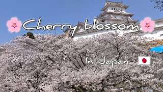 Walking thought Japan. Cherry Blossoms in Himeji | 桜咲く姫路城と街の風景 | Цветение сакуры в Химэдзи