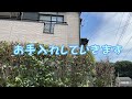 【埼玉の植木屋さん】生垣の手入れを行いましたr5.7.3 富士見グリーンガーデン 造園 植木屋 社員募集 刈込み 埼玉県