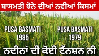 ਬਾਸਮਤੀ ਝੋਨੇ ਦੀਆਂ ਨਵੀਆਂ ਕਿਸਮਾਂ Pusa Basmati 1985, 1979 ਨਰਮੇ ਵਾਲੇ ਖੇਤਾਂ ਲਈ ਵਰਦਾਨ @young__farmer