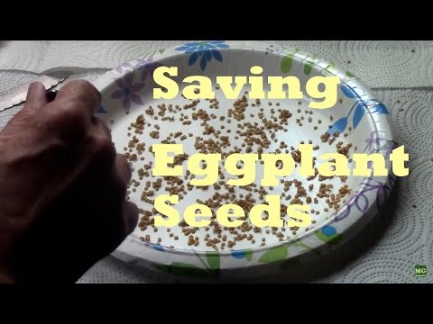 Harvesting and Saving Eggplant Seeds. Easy to DIY in minutes. Harvesting and Saving Eggplant Seeds. Easy to DIY in minutes.