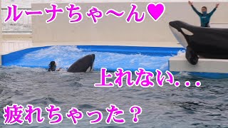 ルーナちゃんレスキューランディング失敗...鴨川シーワールド シャチ Orcas at Kamogawa Sea World in Japan