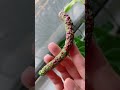 Anthurium Crystallinum x Forgetii Pollination to Seedlings!