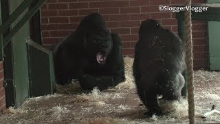 Silverback Gorilla Realizes Looking After His Kids Is Not So Easy