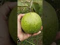 మా గార్డెన్ లో తైవాన్ తెల్ల జామ.. thaiwan white guava in my garden subscribe @mokshatalks999