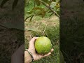 మా గార్డెన్ లో తైవాన్ తెల్ల జామ.. thaiwan white guava in my garden subscribe @mokshatalks999