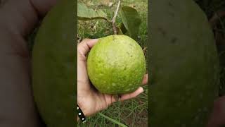 మా గార్డెన్ లో తైవాన్ తెల్ల జామ..#thaiwan #white #guava #in #my #garden#subscribe @mokshatalks999