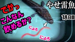 片目が見えないライギョはコイ10匹と一晩過ごして何匹食べれる？【やせすぎ雷魚18日目】