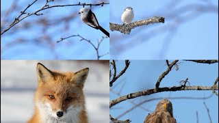 Family trip to Nemuro  Hokkaido on new year day Day 2part 1