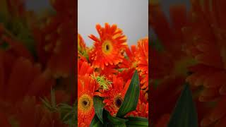 Celebrate Joy with Our Vibrant Orange Gerbera Bouquet