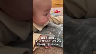 ペットと永遠のお別れに•••どうか安らかに眠ってね。#shorts #baby