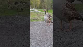 #Greylag#geese#Gansossalvajes#goslings#råstasjön#Solna#ansarcomun#Anseranser#migratorybirds