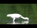 Косар platalea leucorodia eurasian spoonbill Колпица