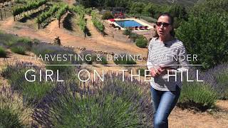 Harvesting \u0026 Drying Lavender at Girl on the Hill