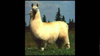 Happy Llama Sad Llama Ajmv - the llama song roblox